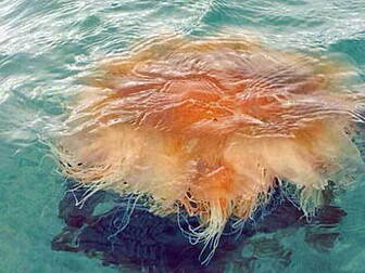 Dangerous Jellyfish On Dublin...